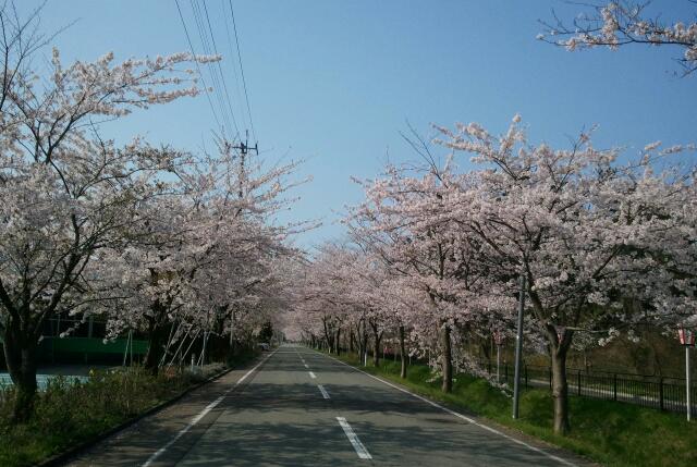 画像: 由利本荘の桜。