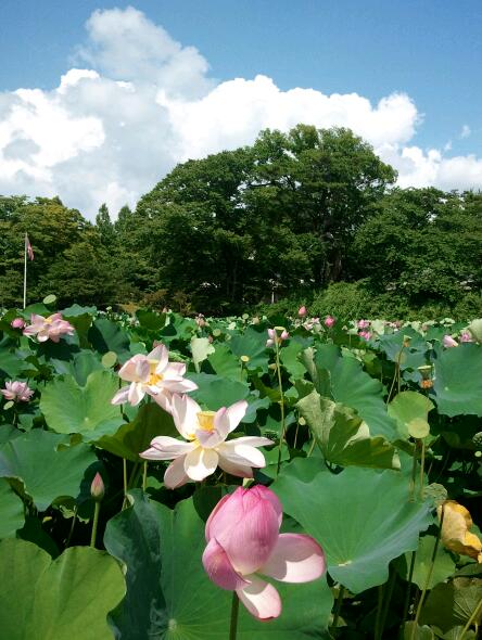 画像: 千秋公園の蓮。