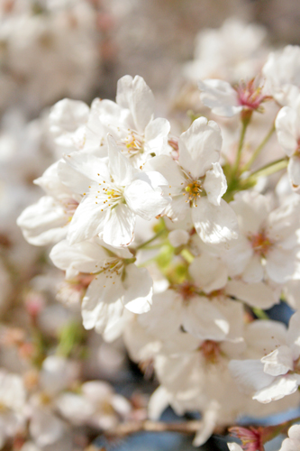 画像: 桜。