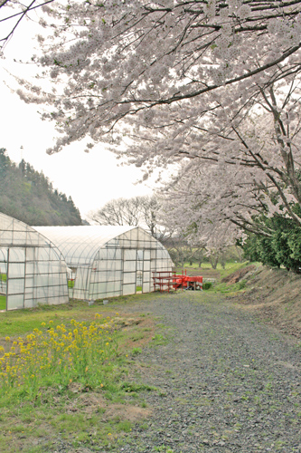 画像: 桜、再び。